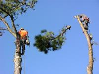 High Tree service & Landscaping Expert image 1